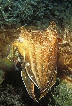 Broadclub cuttlefish (Sepia latimanus). Indo Pacific.   (rr)