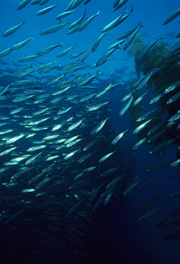 Jack mackerel (Trachurus symmetricus). USA, Channel Islands, CA.   (rr)