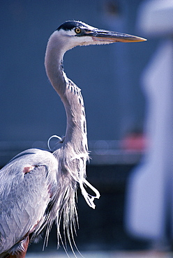 Great Blue Heron with a plastic drink holder caught around its neck.   (rr)