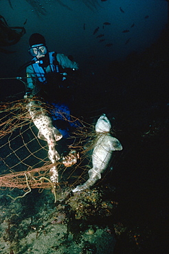 Swell sharks in net with diver.    (rr)