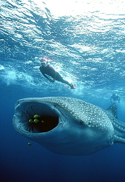 Whale Shark with diver.   (rr)