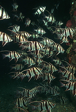 Old wifes (Enoplosus armatus). Australia