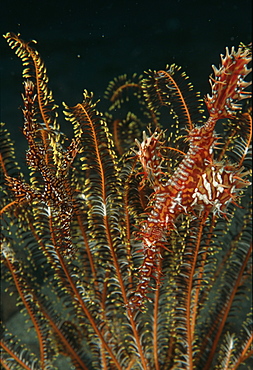 Ornate ghost pipefish (Solenostomus paradoxus). Indo Pacific