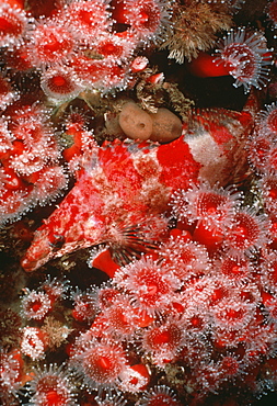 Painted Greenling in Corynactus anemones (Oxylebius pictus). USA, Channel Islands, CA