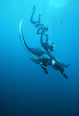 Giant manta ray with snorkelers (Manta birostris). Mexico, Revillagigedo Is.