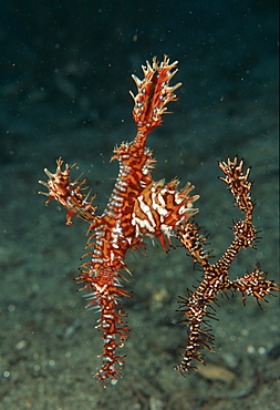 Ornate Ghost Pipefish (Solenostomus paradoxus). Indo Pacific