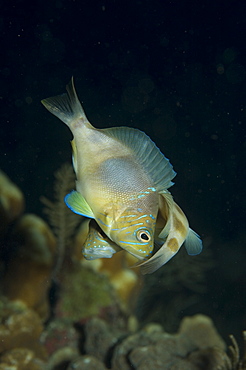 Mating Hamlet fish. Caymans.