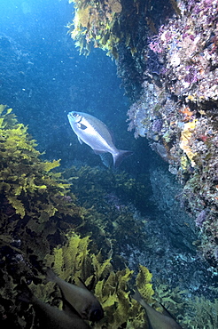 Silver drummer (kyphosus sydneyanus) silvery grey colour, feeding on brown seaweed, wild, day, schools, marine protected area, diving off Rottnest Island, Western Australia, Indian Ocean. MORE INFO: other name common buffalo bream, dark tail and a distinctive dark line that looks a little like a moustache below the eye, occur in large schools. Distribution more widespread throughout Australia.