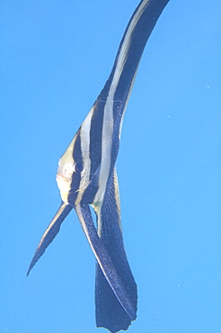 tallfin batfish (platax teira),  juvenile, wild, day, marine protected area, diving off Coral Bay, Ningaloo reef, Western Australia, Indian Ocean. MORE INFO: with 3 dark bars, very long dorsal, anal and pelvic fins, feed on plankton from water column.