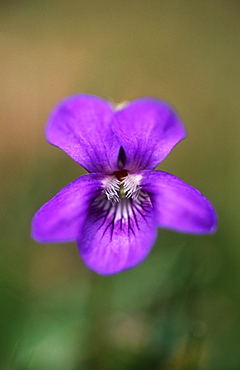 Common dog violet ( Viola riviniana), UK