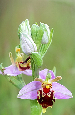 Bee orchid (Ophrys apifera), UK