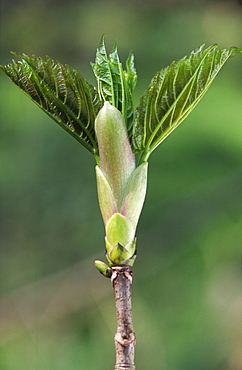 New Sycamore leaf (Acer pseudoplatanus), UK