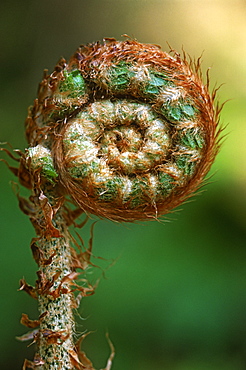 Portrait of Lady fern frond (Athyrium filix-femina), UK