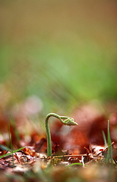 Bracken frond (Pteridium aquilinum) emerging in spring, UK