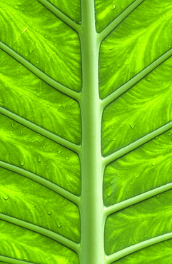 Tropical leaf, Tropical biodome, Eden Project, Cornwall