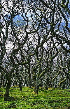 Sessile oak (Quercus petraea) woodland, UK.