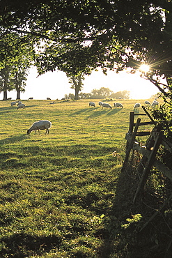 Sheep grazing in English field, UK.