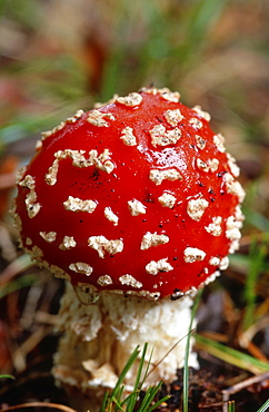 Poisonous Fly agaric (Amanita muscaria) toadstool, UK