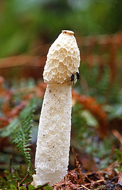 Common stinkhorn (Phallus impudicus) with flies on gleba, UK.