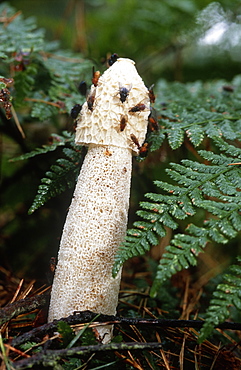 Common stinkhorn (Phallus impudicus) with fly on gleba, UK.