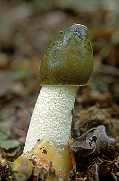 Common Stinkhorn (Phallus impudicus), UK