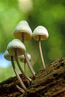 Marasmiellus sp. fungi, UK