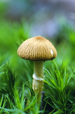 Unidentified fungi, UK