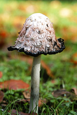 Shaggy ink cap (Coprinus comatus), UK