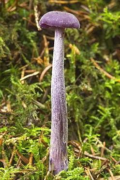 Amethyst Deciever (Laccaria amethystea), UK