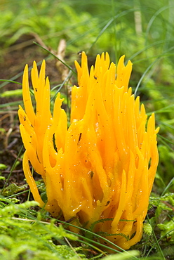 Jelly Antler Fungus (Calocera viscosa), UK