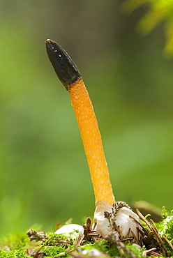 Dog Stinkhorn (Mutinus caninus), UK