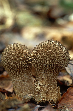 Spiny puffballs (Lycoperdon echinatum), UK.