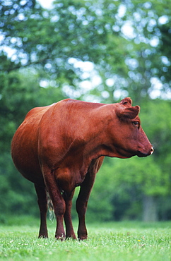 Rare breed Ruby Red Devon cattle, UK