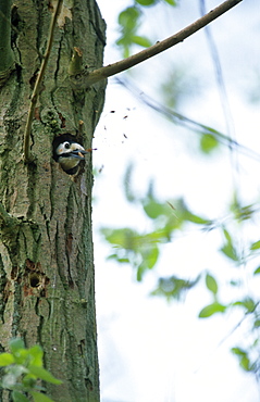 Great spotted woodpecker (Dendrocopos major) excavating nest hole, UK