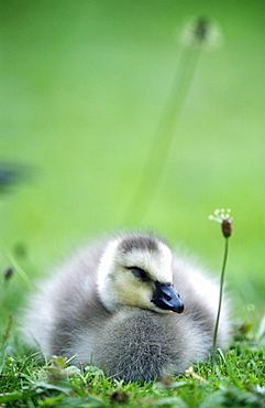 Barnacle gosling (Branta leucopsis) resting, UK