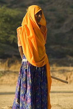 Shepherdess watching flock of goats, desert region west of Jaipur, Rajasthan, India