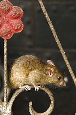 Brown rat (Rattus norvegicus) at the Karni Mata temple at Deshnok, Rajasthan, India