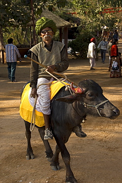 Elderly man with turban and sunglasses riding a buffalo, Udaipur, Rajasthan