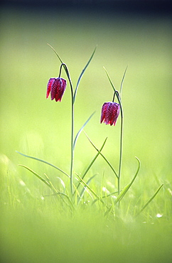 Snake's head fritillary (Fritillaria meleagris), Oxfordshire, UK