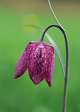 Snake's head fritillary (Fritillaria meleagris), UK