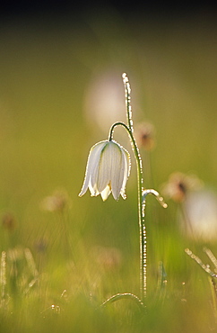 Snake's head fritillary (Frillaria meleagris), UK