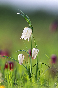 Snake's head fritillary (Fritillaria meleagris), Oxfordshire, UK