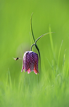 Snake's head fritillary (Fritillaria meleagris) & bee, Oxfordshire, UK