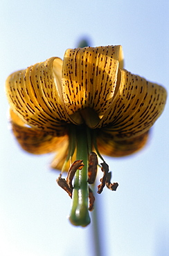 Pyrenean lily (Lilium pyreaicum) portrait, North Devon, UK