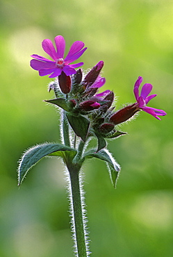 Red campion (Silene dioica), UK