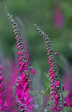 Foxgloves (Digitalis purpurea), UK