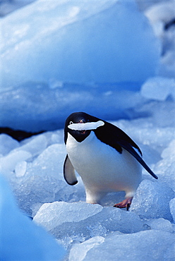 Adelie penguin (Pygoscelis adeliae) eating ice, Paulet Island, Antarctica, Southern Ocean