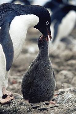 Adelie penguin (Pygoscelis adeliae) adult feeding chick, fat after being fed, Paulet Island, Antarctica, Southern Ocean