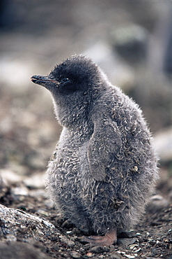 Adelie penguin (Pygoscelis adeliae) chick, fat after being fed, Paulet Island, Antarctica, Southern Ocean