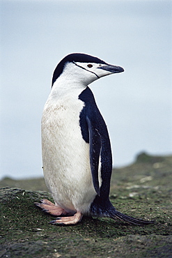 Chinstrap penguin (Pygoscelis antarctica) on rock with green algae, Hannah Point, Antarctica, Southern Ocean.